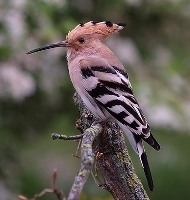 Upupa epops